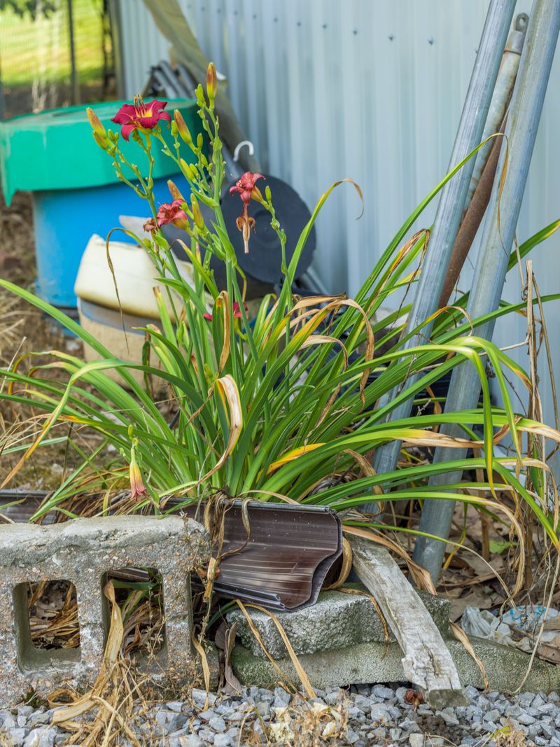 © Michael Young - Daylilies