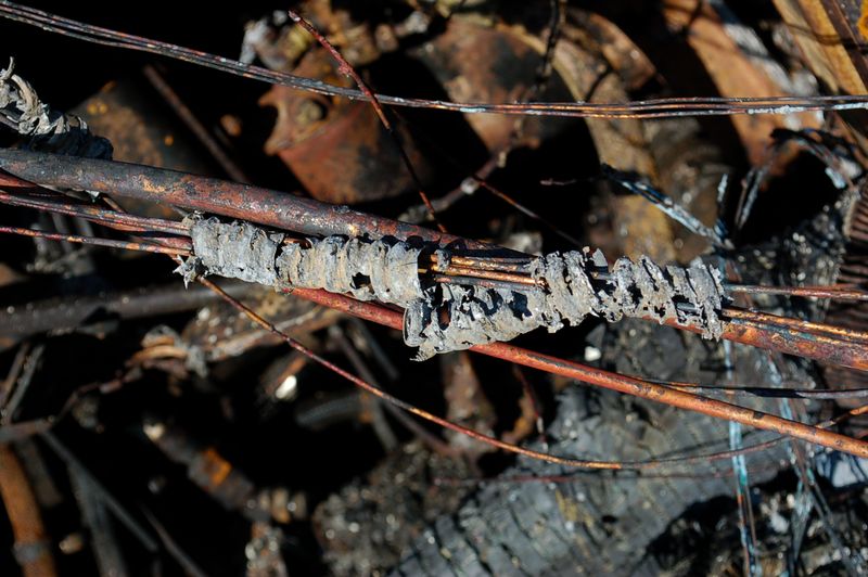 © Erin McMillen Gustafson - Coiled and clinging to what's left.