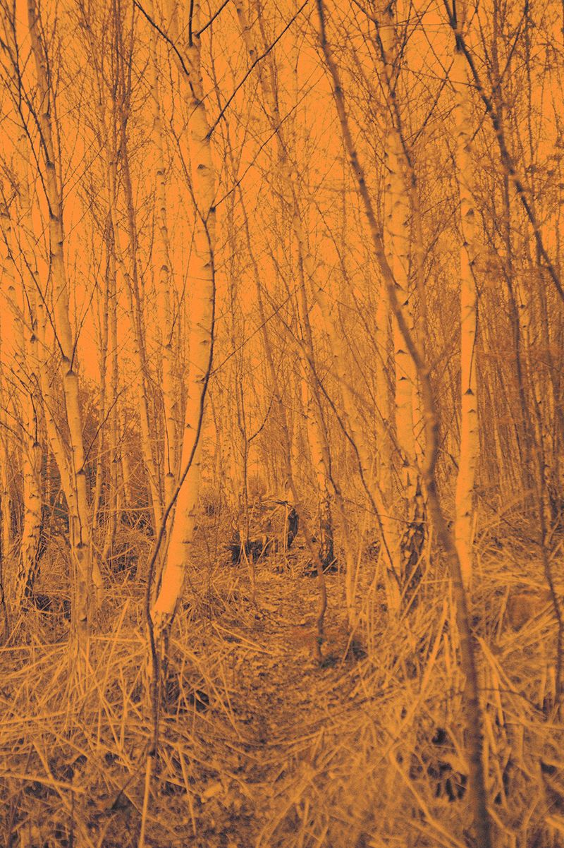 © Clara Chichin - From the serie  " its successive disappearances "