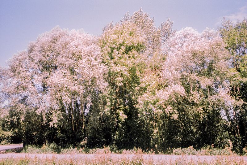 © Clara Chichin - Image from the The back of trees photography project