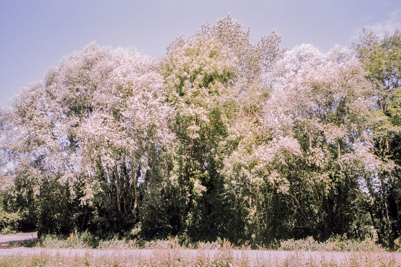 © Clara Chichin - Image from the The back of trees photography project