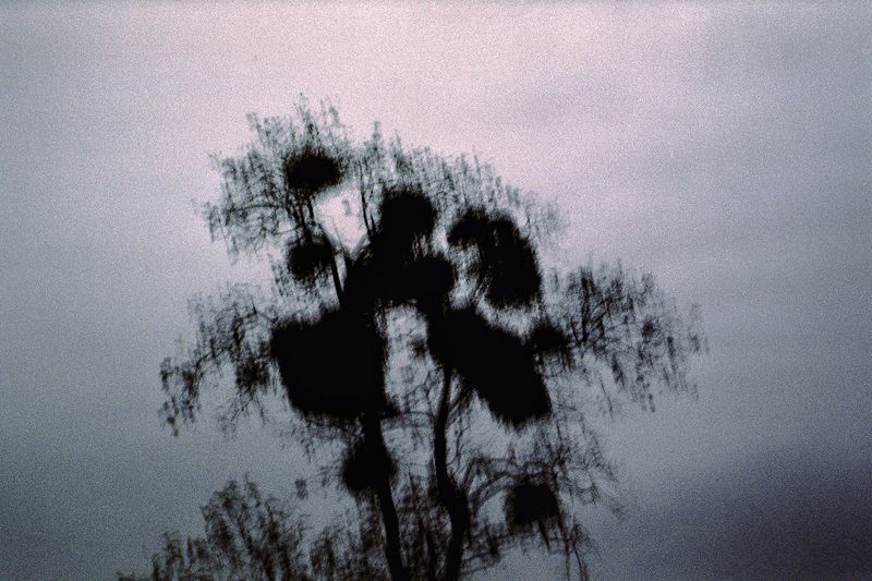 © Clara Chichin - Image from the The back of trees photography project