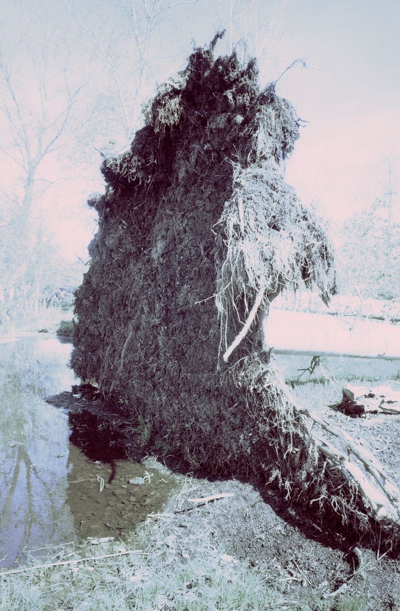 © Clara Chichin - Image from the The back of trees photography project