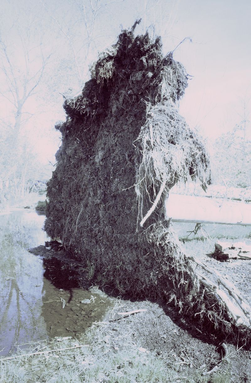 © Clara Chichin - Image from the The back of trees photography project