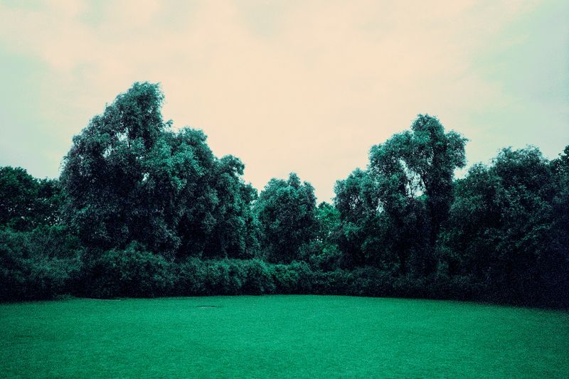 © Clara Chichin - Image from the The back of trees photography project