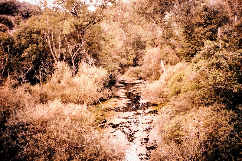 © Clara Chichin - Image from the The back of trees photography project