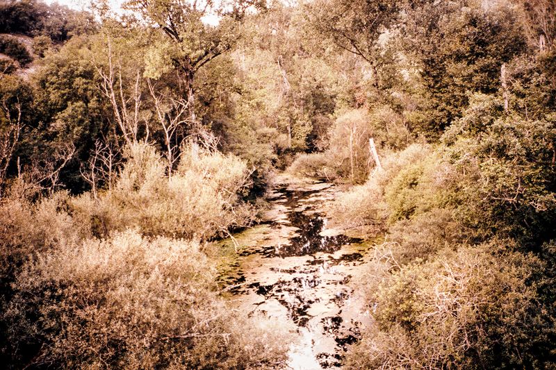 © Clara Chichin - Image from the The back of trees photography project