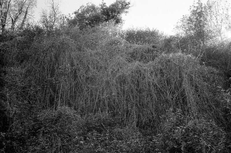 © Clara Chichin - Image from the The back of trees photography project