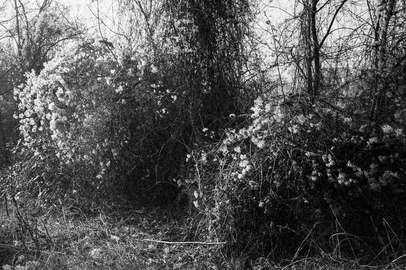 © Clara Chichin - Image from the The back of trees photography project