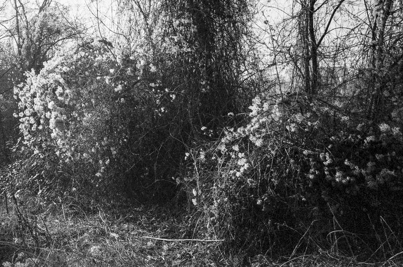 © Clara Chichin - Image from the The back of trees photography project