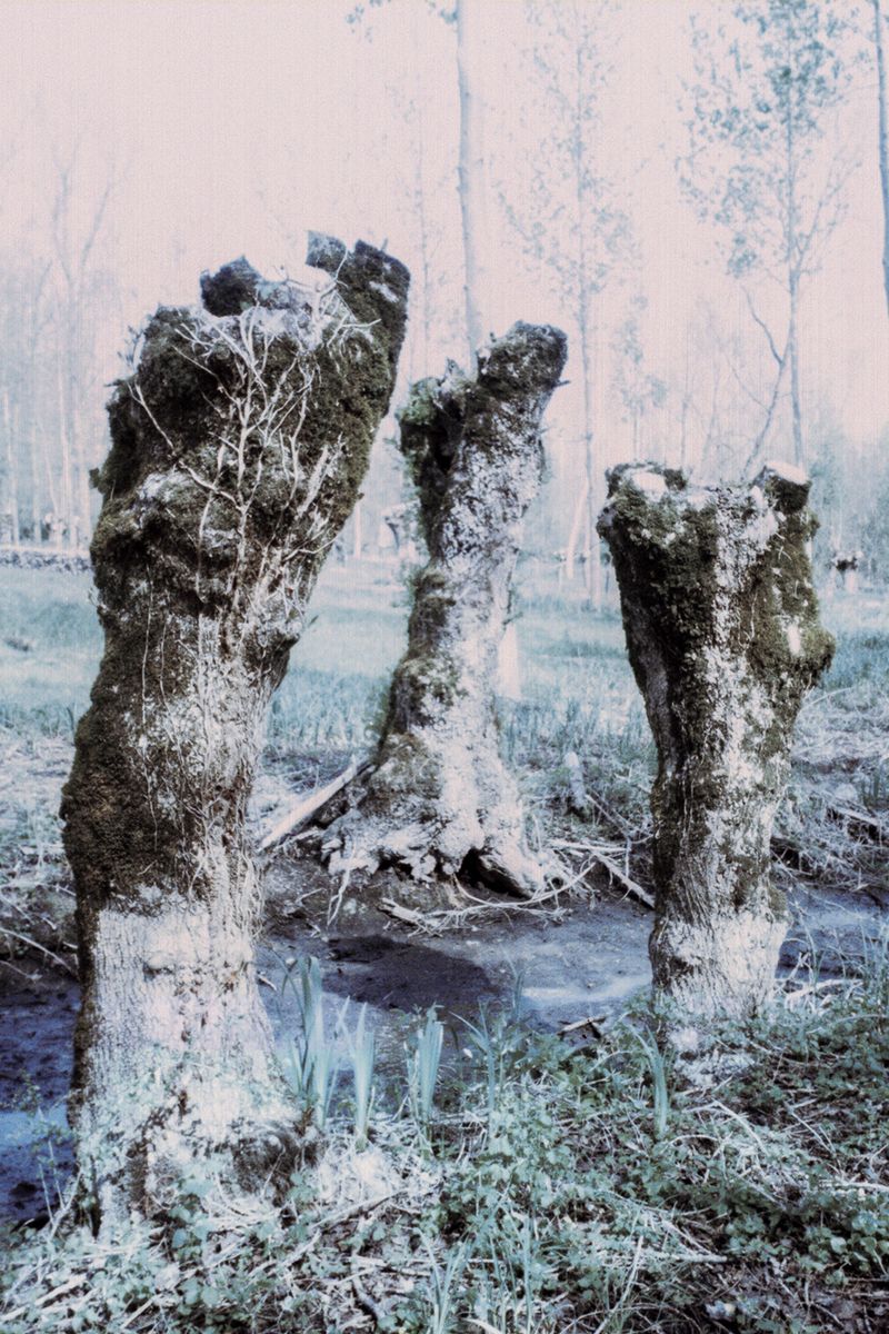 © Clara Chichin - Image from the The back of trees photography project