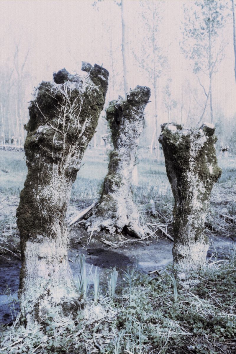 © Clara Chichin - Image from the The back of trees photography project