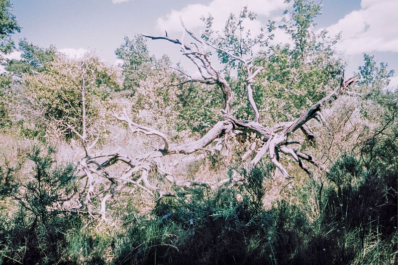 © Clara Chichin - Image from the The back of trees photography project