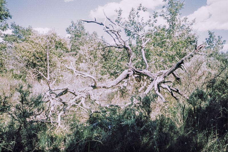 © Clara Chichin - Image from the The back of trees photography project