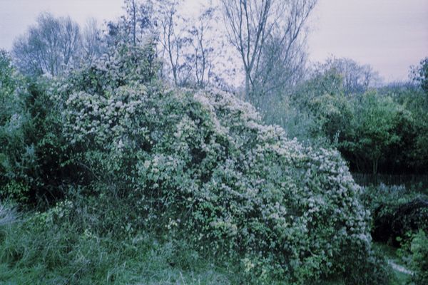 © Clara Chichin - Image from the The back of trees photography project