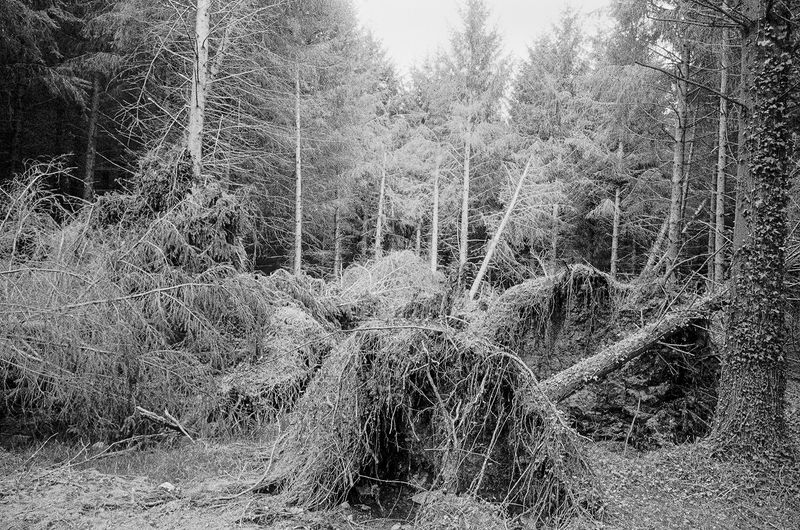 © Clara Chichin - Image from the The back of trees photography project