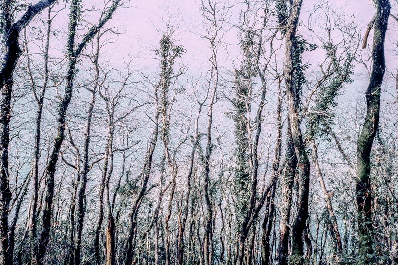 © Clara Chichin - Image from the The back of trees photography project