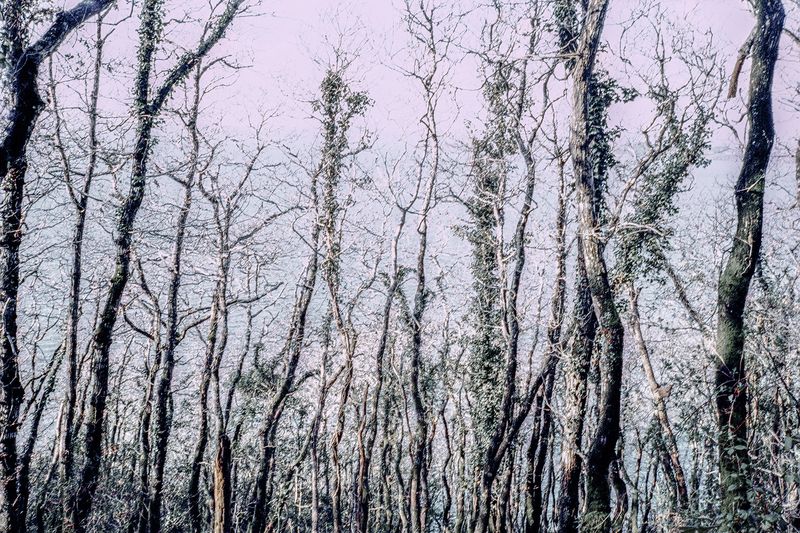 © Clara Chichin - Image from the The back of trees photography project