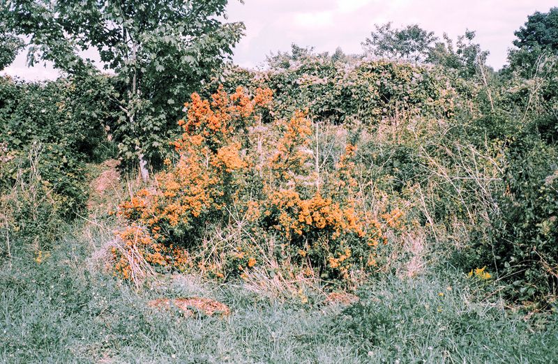 © Clara Chichin - Image from the The back of trees photography project