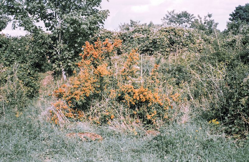 © Clara Chichin - Image from the The back of trees photography project