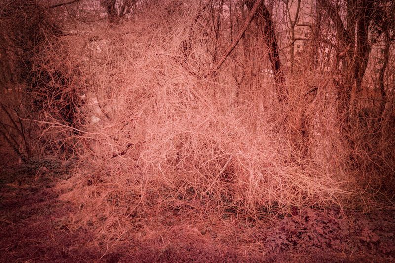 © Clara Chichin - Image from the It is then possible to risk dreaming photography project