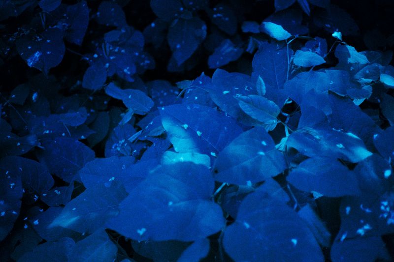 © Clara Chichin - Image from the It is then possible to risk dreaming photography project