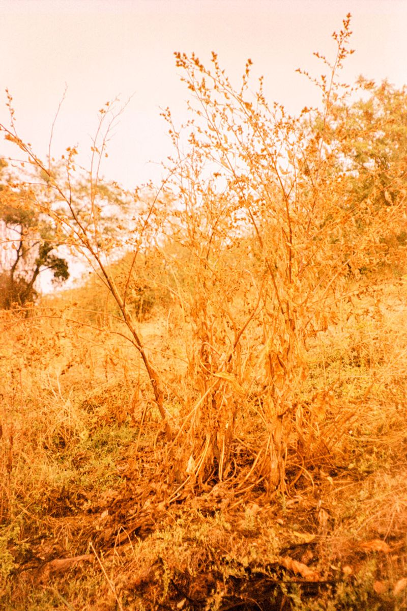 © Clara Chichin - Image from the It is then possible to risk dreaming photography project