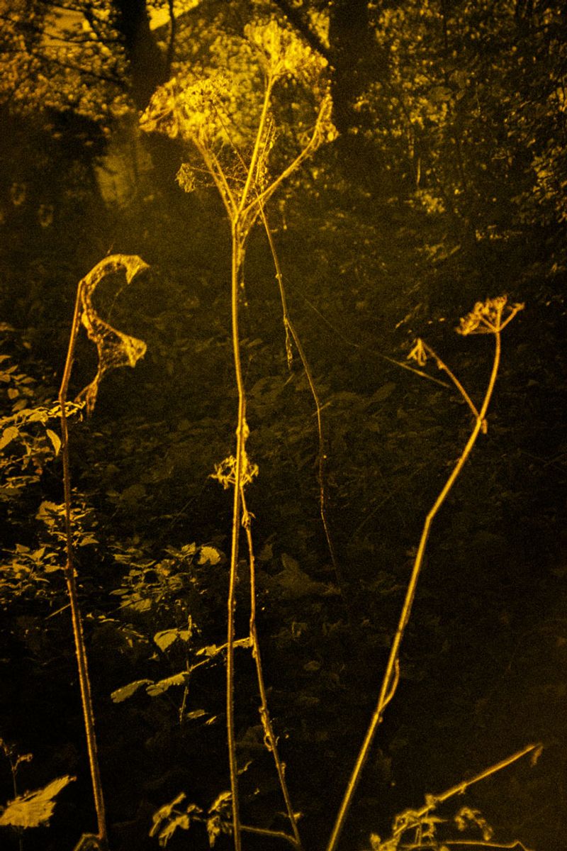 © Clara Chichin - Image from the It is then possible to risk dreaming photography project