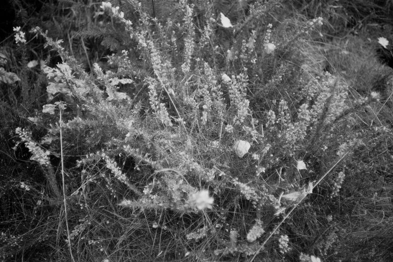 © Clara Chichin - Image from the To a thousand sources, the good life" / " Aux mille source la belle vie" photography project