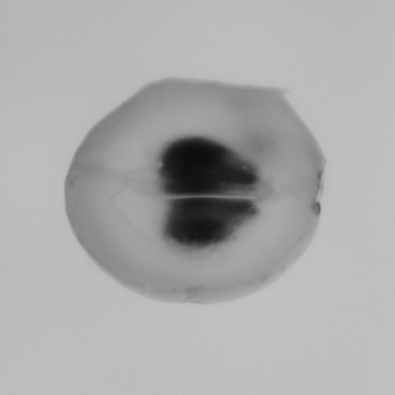 © Roberta Scampone - Image from the Terˈwär photography project