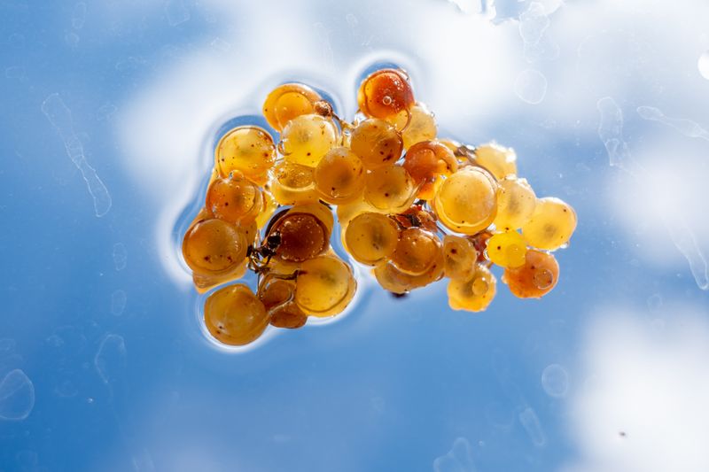 © Roberta Scampone - Image from the Terˈwär photography project