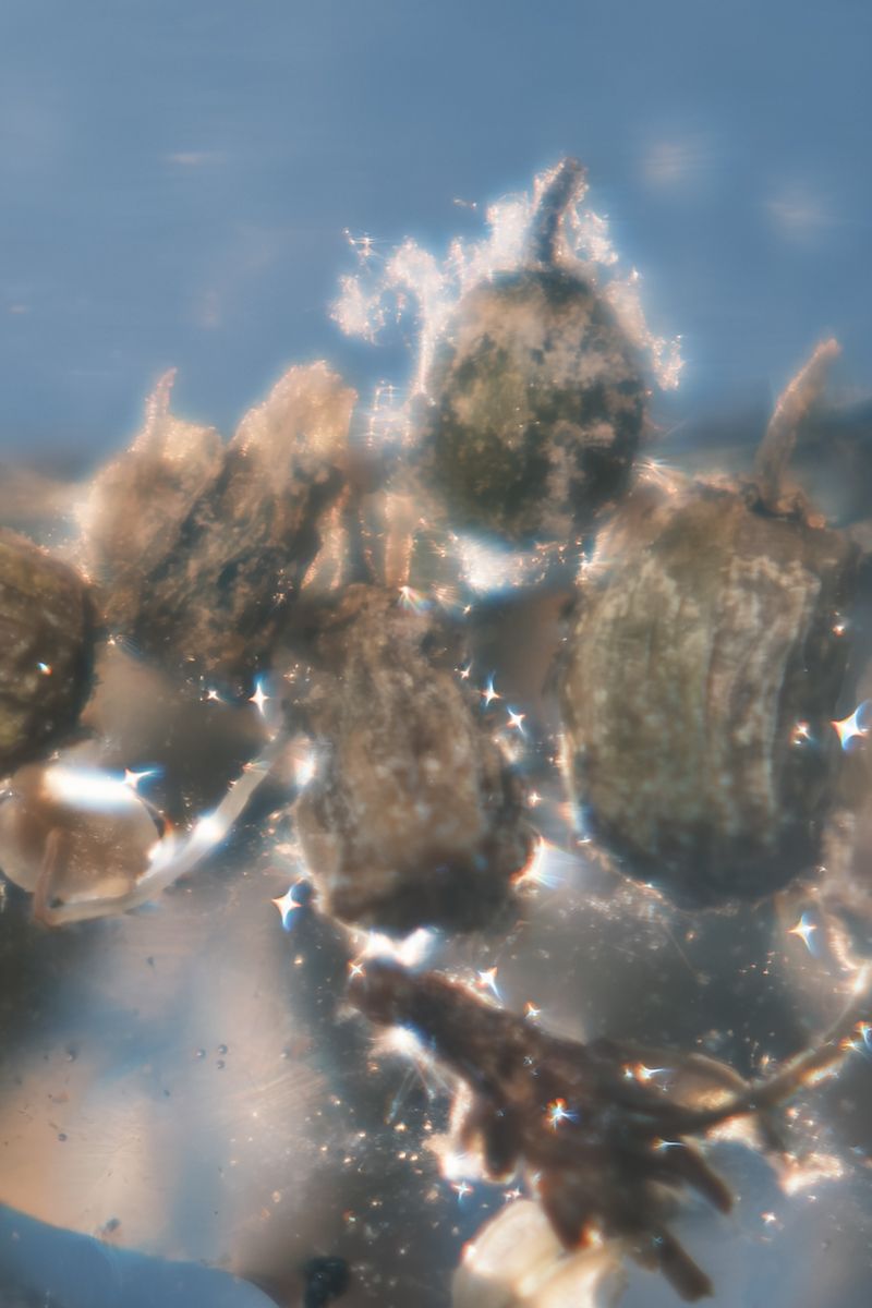 © Roberta Scampone - Image from the Terˈwär photography project