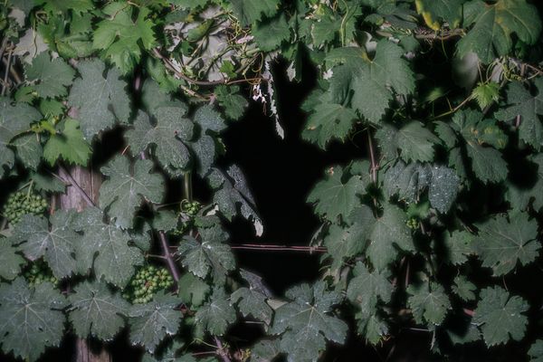 © Roberta Scampone - Image from the Terˈwär photography project