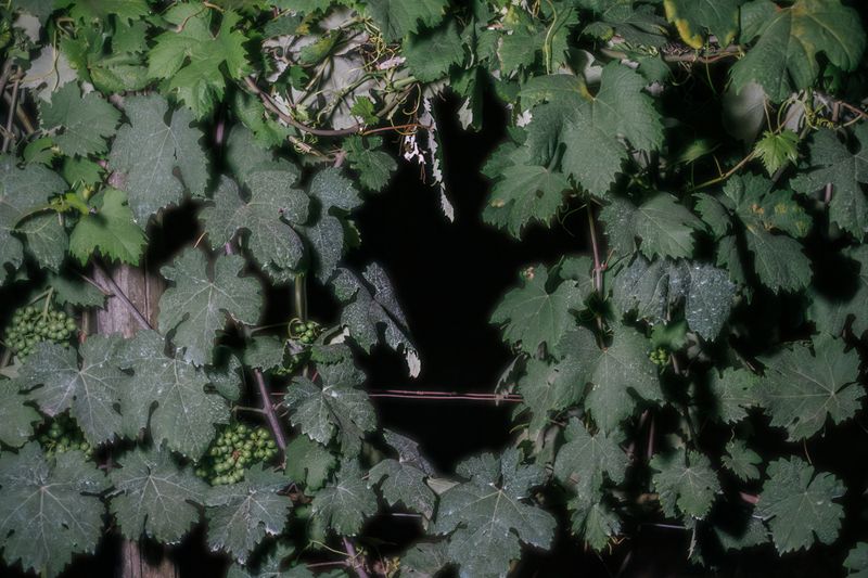 © Roberta Scampone - Image from the Terˈwär photography project