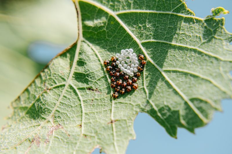 © Roberta Scampone - Image from the Terˈwär photography project