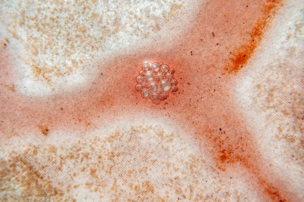 © Roberta Scampone - Image from the ENGRAM photography project