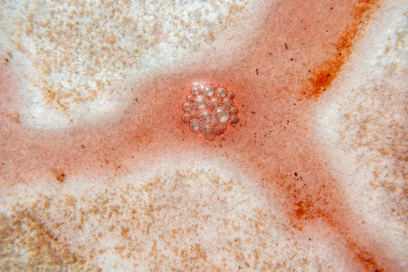 © Roberta Scampone - Image from the ENGRAM photography project