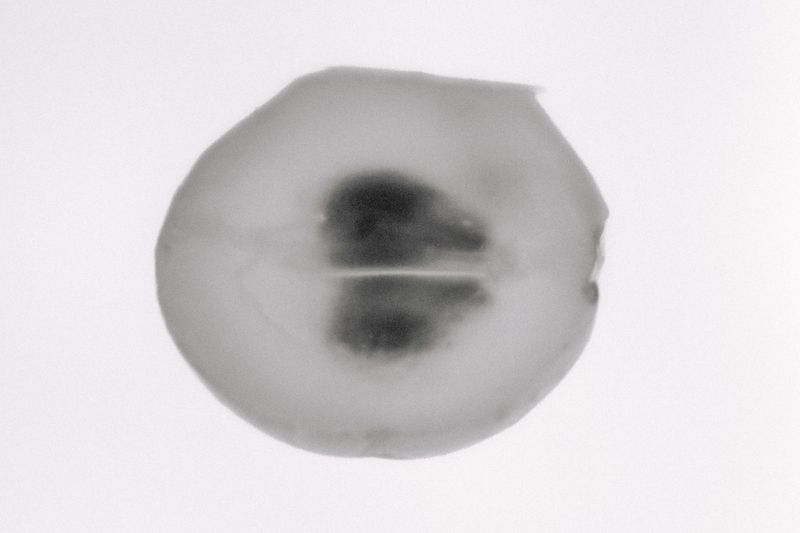 © Roberta Scampone - Image from the ENGRAM photography project