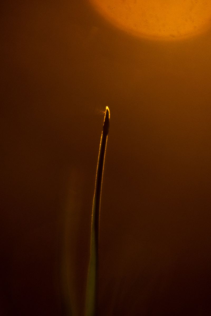 © Roberta Scampone - Image from the ENGRAM photography project