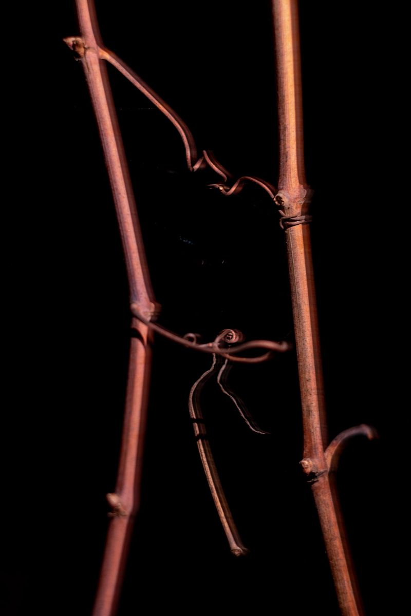 © Roberta Scampone - Image from the ENGRAM photography project