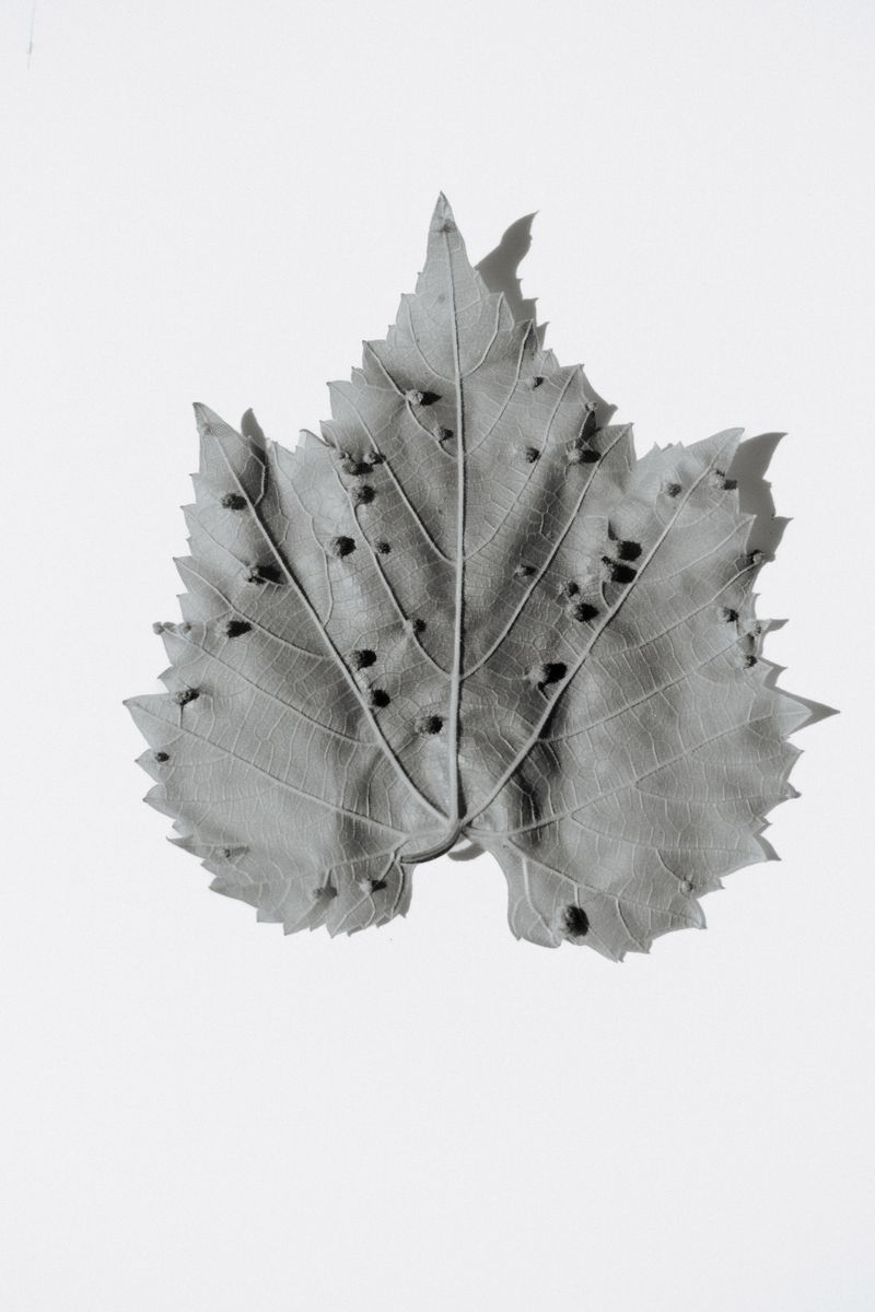 © Roberta Scampone - Image from the ENGRAM photography project