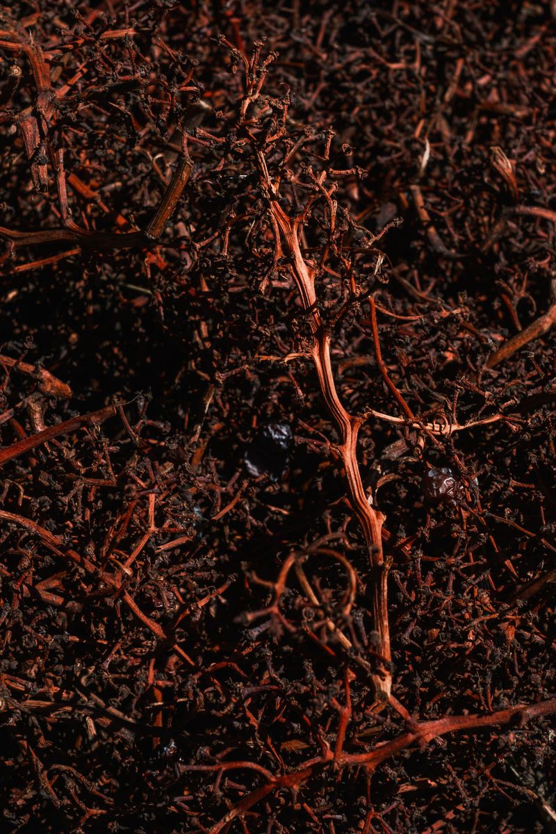 © Roberta Scampone - Image from the ENGRAM photography project