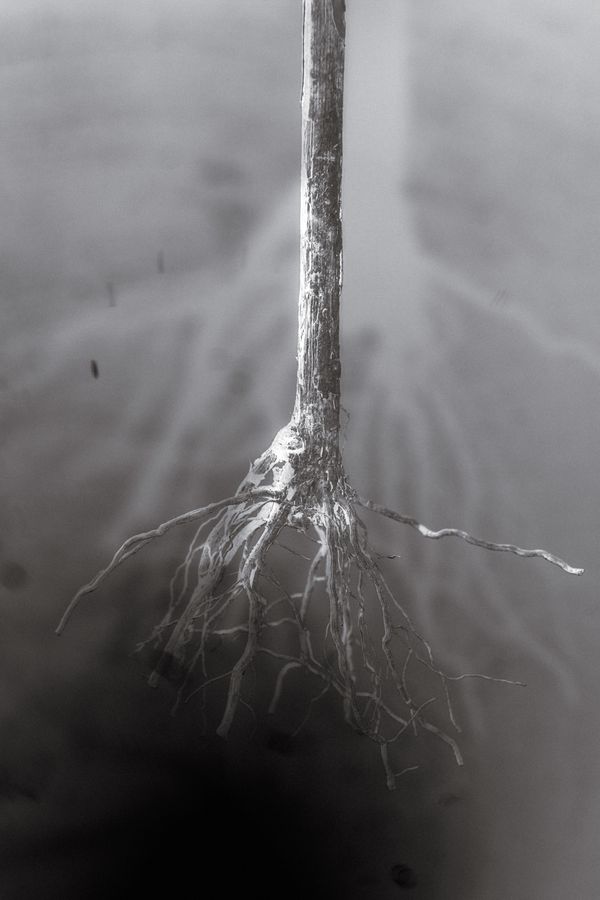 © Roberta Scampone - Image from the ENGRAM photography project