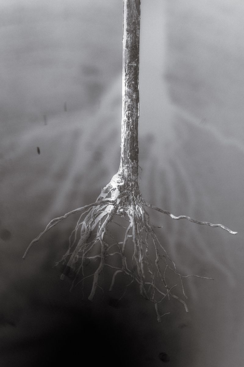 © Roberta Scampone - Image from the ENGRAM photography project