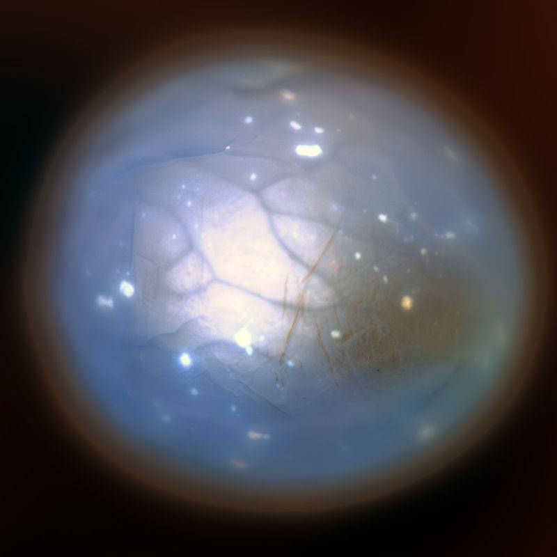 © Roberta Scampone - Image from the ENGRAM photography project