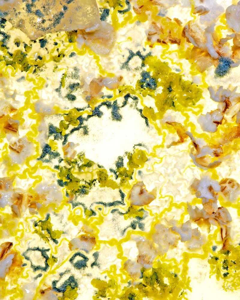 © Guilherme Gerais - Untitled ( Slime Mold II ), 2018