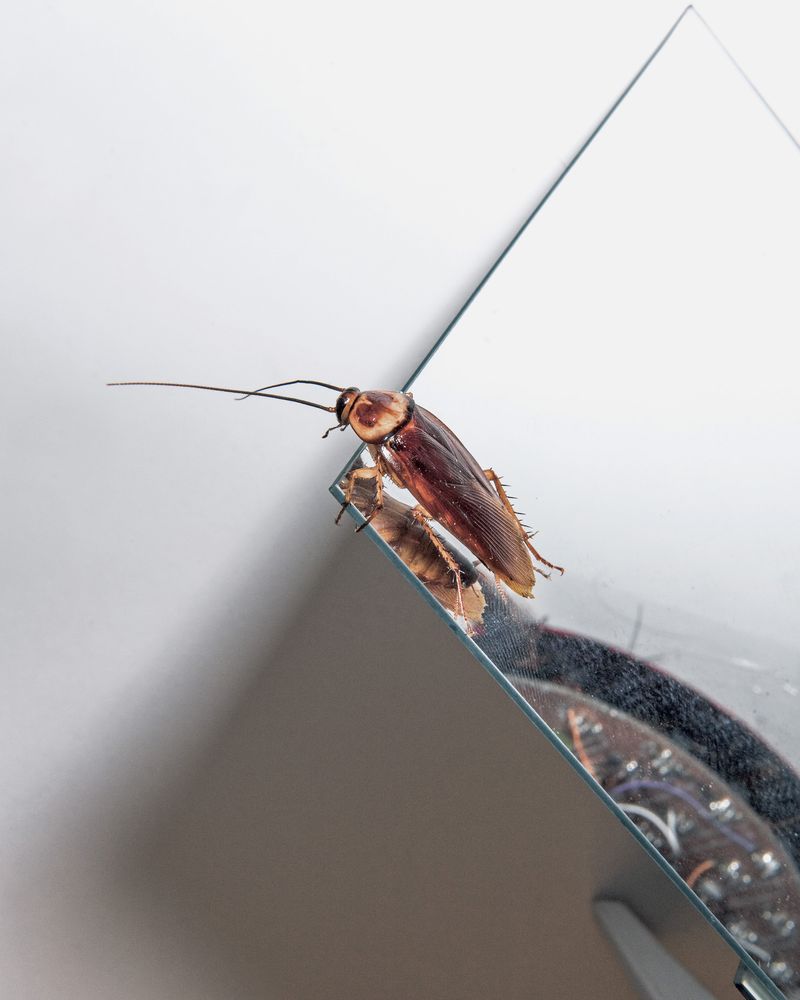 © Guilherme Gerais - Selfish Cockroach, 2018