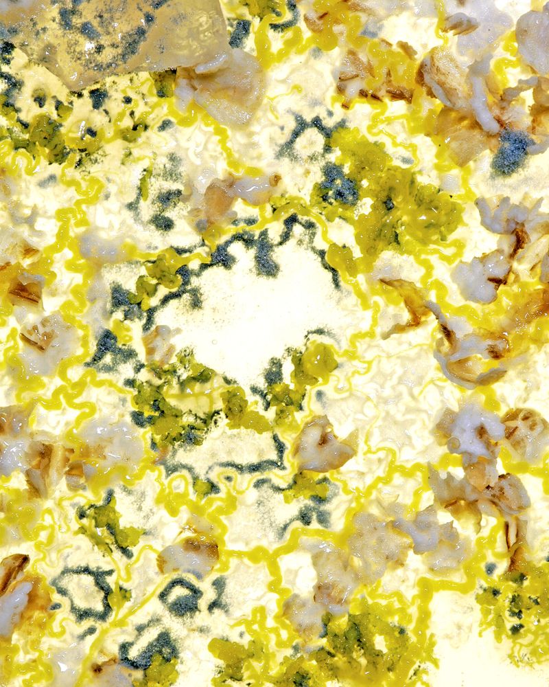 © Guilherme Gerais - Untitled ( Slime Mold II ), 2018