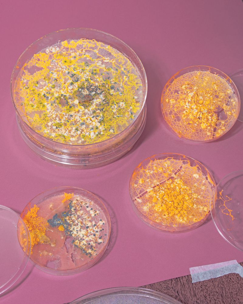 © Guilherme Gerais - Slime Mold, 2018