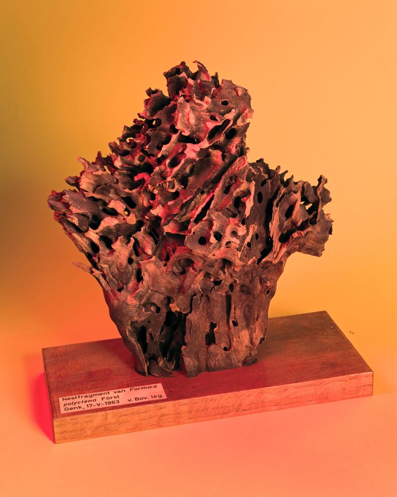 © Guilherme Gerais - Ant Nest Fragment, 2017